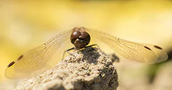 Ruddy Darter (Sympetrum sanguineum)
