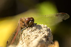 Ruddy Darter (Sympetrum sanguineum)