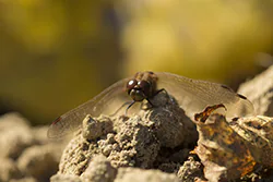 Ruddy Darter (Sympetrum sanguineum)
