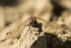 Ruddy Darter (Sympetrum sanguineum)