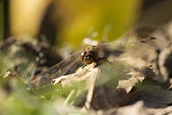 Ruddy Darter (Sympetrum sanguineum)