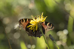 European Peacock (Inachis io)