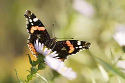 Rusałka admirał (Vanessa atalanta)