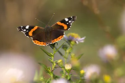 Rusałka admirał (Vanessa atalanta)