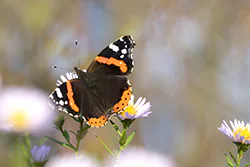 Rusałka admirał (Vanessa atalanta)