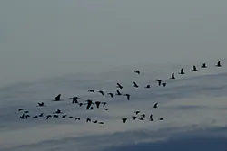 Żuraw (Grus grus)