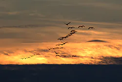Żuraw (Grus grus)