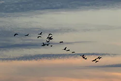 Żuraw (Grus grus)