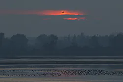 Żuraw (Grus grus)