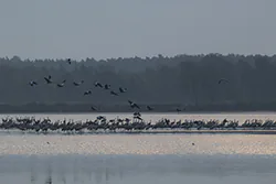 Żuraw (Grus grus)