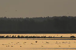 Żuraw (Grus grus)