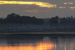 Black-headed Gull (Larus ridibundus)