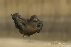 Wydrzyk wielki (Stercorarius skua)