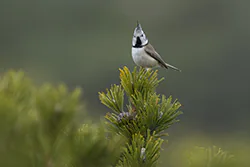Sikora czubatka (Parus cristatus)