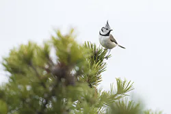 Sikora czubatka (Parus cristatus)