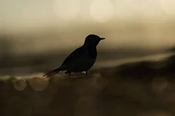 Pliszka siwa (Motacilla alba)
