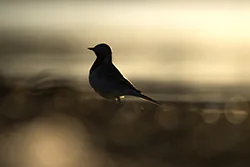 Pliszka siwa (Motacilla alba)