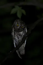 Syczek (Otus scops)