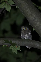 Syczek (Otus scops)