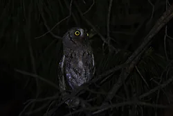 Syczek (Otus scops)
