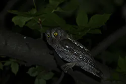 Syczek (Otus scops)