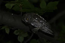 Syczek (Otus scops)
