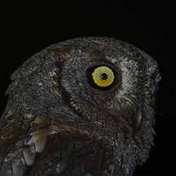 Syczek (Otus scops)