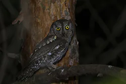 Syczek (Otus scops)