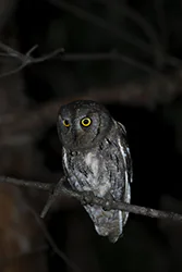 Syczek (Otus scops)