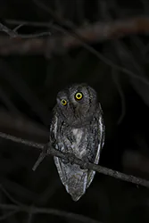 Syczek (Otus scops)