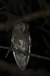 Syczek (Otus scops)