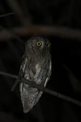 Syczek (Otus scops)