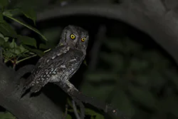 Syczek (Otus scops)