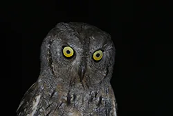 Syczek (Otus scops)