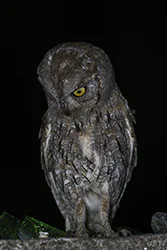Syczek (Otus scops)