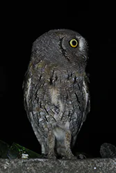 Syczek (Otus scops)