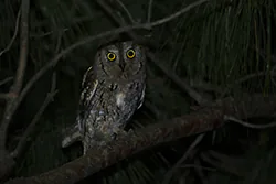 Syczek (Otus scops)