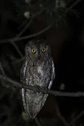 Syczek (Otus scops)