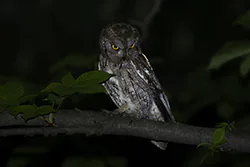 Syczek (Otus scops)