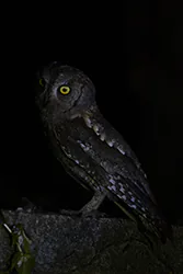 Syczek (Otus scops)