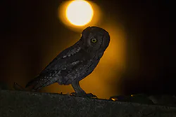 Syczek (Otus scops)