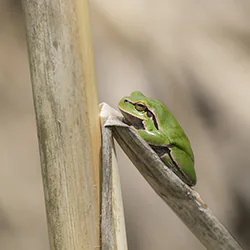 European Tree Frog (Hyla arborea)
