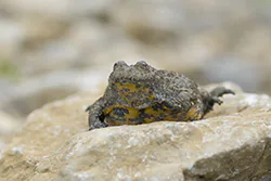 Yellow-bellied toad (Bombina variegata)