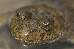 Yellow-bellied toad (Bombina variegata)