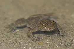 Yellow-bellied toad (Bombina variegata)