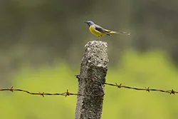 Grey Wagtail (Motacilla cinerea)