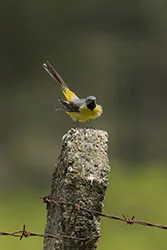 Pliszka górska (Motacilla cinerea)