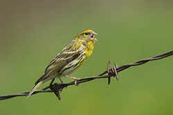 European Serin (Serinus serinus)