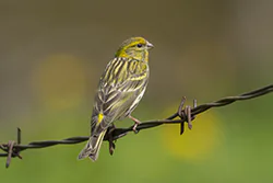 Kulczyk (Serinus serinus)