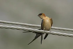 Red-rumped Swallow (Cecropis daurica)